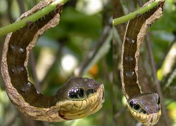 ヘビに擬態するイモムシのクオリティが高過ぎる Dangerous Insects