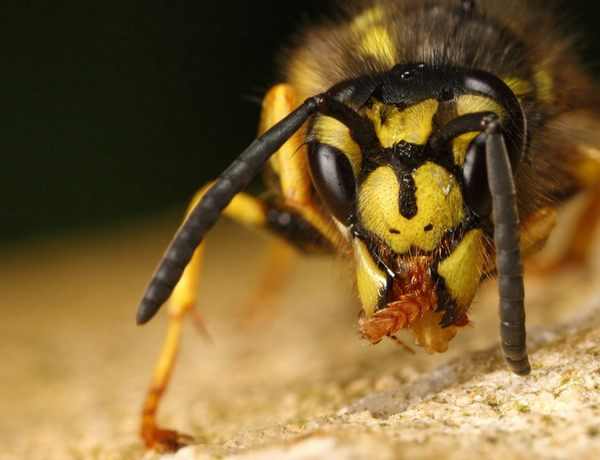 ハワイに生息する ウエスタン イエロージャケット というスズメバチがとにかく危険過ぎる Dangerous Insects