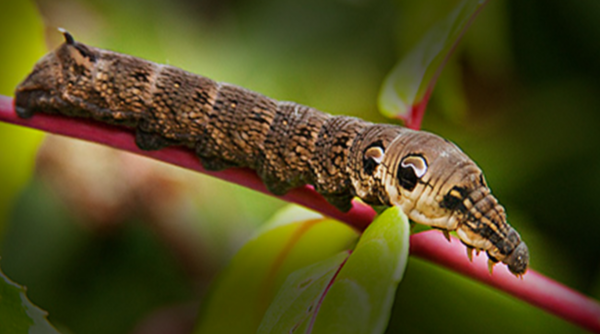 ヘビに擬態するイモムシのクオリティが高過ぎる Dangerous Insects