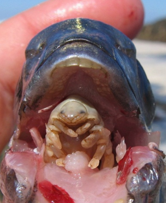 魚の舌になりすます寄生虫 ウオノエ がキモイ Dangerous Insects