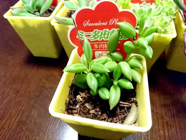 ダイソーの多肉植物で寄せ植え K家の気まぐれブログ