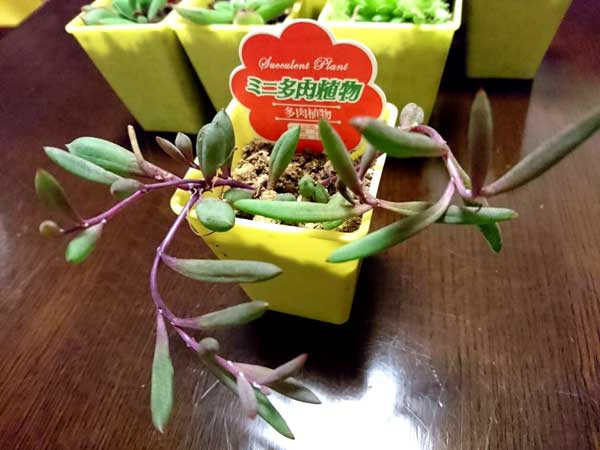 ダイソーの多肉植物で寄せ植え K家の気まぐれブログ ダイソーの多肉植物で寄せ植え K家の気まぐれブログ