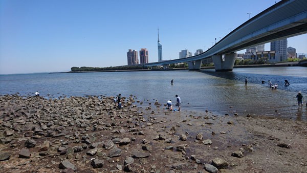 マリナタウン海浜公園から室見川河口へ無料の潮干狩り K家の気まぐれブログ マリナタウン海浜公園から室見川河口へ無料の潮干狩り K家の気まぐれブログ