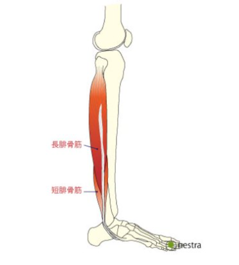 後脛骨筋炎 腓骨筋腱炎へ 治りかけ 低周波治療器購入 シリアスランナーblog Road To 別大カテ1 後脛骨筋炎 腓骨筋腱炎へ 治りかけ 低周波治療器購入 シリアスランナーblog Road To 別大カテ1