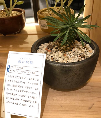 西畠清順 氏のそら植物園がプロデュースする 花園樹斎 Java と Javascript の取違え相当のミスを放置する 黒翼猫のコンピュータ日記 2nd Edition