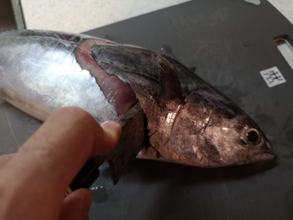 丸ごとのカツオを捌いてみました 気まま料理で レシピとか Powered By ライブドアブログ