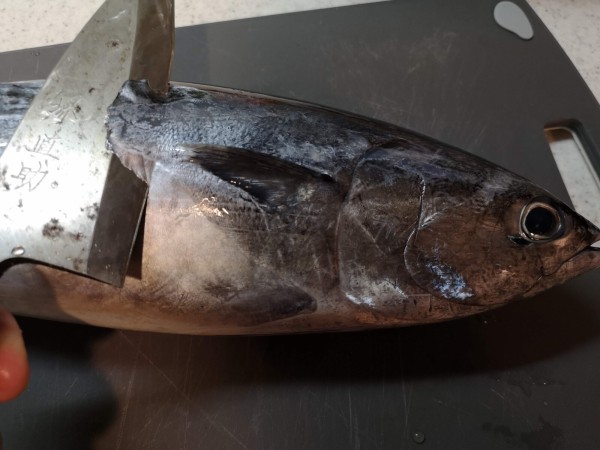 丸ごとのカツオを捌いてみました 気まま料理で レシピとか Powered By ライブドアブログ