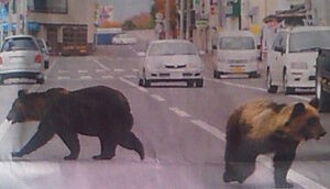 画像 札幌ヒグマ出没 自衛隊駐屯地を襲撃 憲法9条の精神で熊を撃退できず自衛官重傷 猟友会が駆除 まとめだかニュース速報