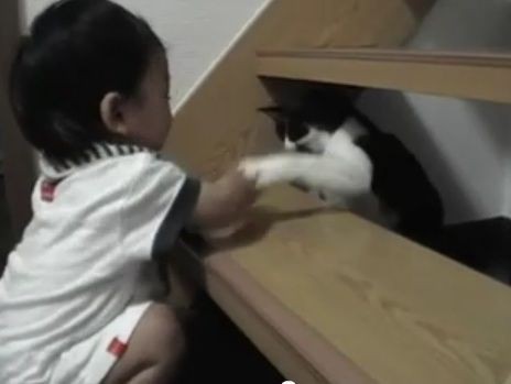 ねこ動画 小さな子供が猫を指さし ワンワン その時ネコから教育的お仕置きがっ Ponとでた