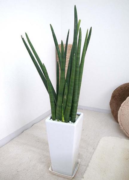 観葉植物 サンスベリア キリンドリカ 気ままに 観葉植物