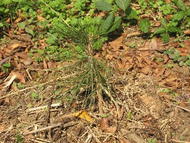 坊ちゃん奮闘記 2 黒松の種採取と種まき 坊ちゃん葉山アーカイブス
