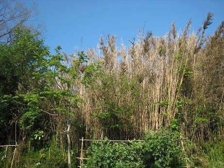 野良仕事 畑の廻りの矢竹一斉に枯れる 夏野菜 最後の種まきはキュウリと枝豆 坊ちゃん葉山アーカイブス