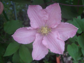 すべての美しい花の画像 これまでで最高のクレマチス ピンク