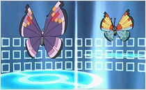 悲劇 伝説ボックスがビビヨンだらけに ポケモンｘｙ ぼっ遅報