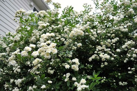 今日の白モッコウバラ* : *Dogu0027s Garden*