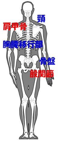 １０月２８日 日 肩甲骨と股関節 カイロプラクターの独り言 週刊日曜日