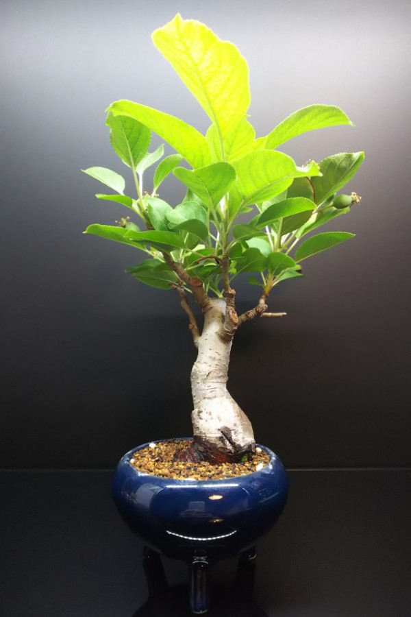 姫りんごと深山カイドウの今年の実生り Bon Bonsai