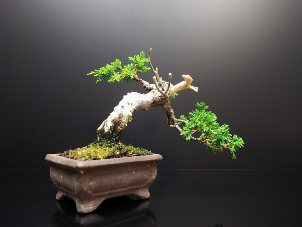 No.SKT0003 真柏 - Bonsai Network Japan