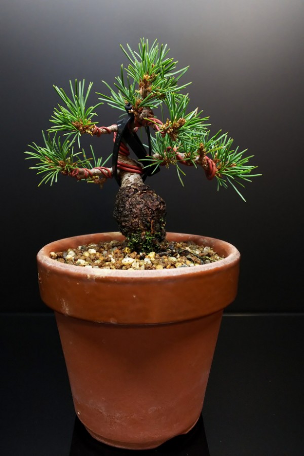 瑞祥の挿し木たちの様子 : Bon Bonsai