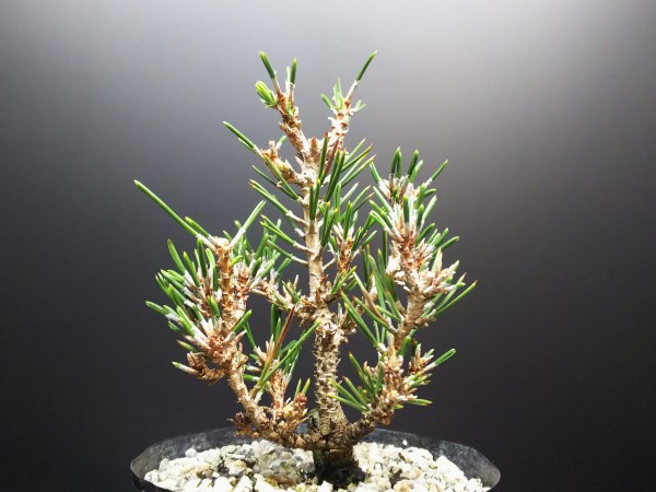 千寿姫、それはまるで雑木の様な赤松 : Bon Bonsai