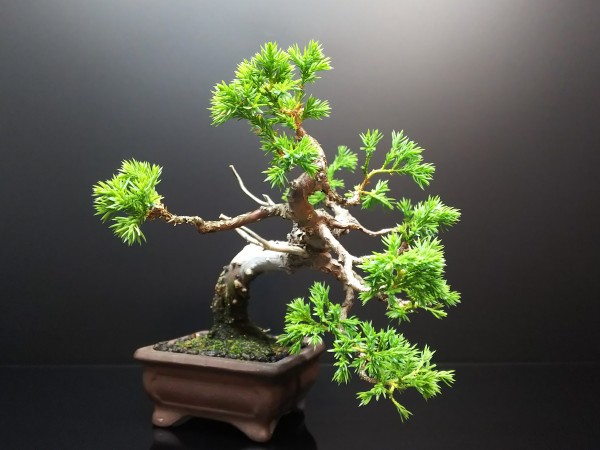 糸魚川真柏、杉葉から紐葉への回復の兆し : Bon Bonsai