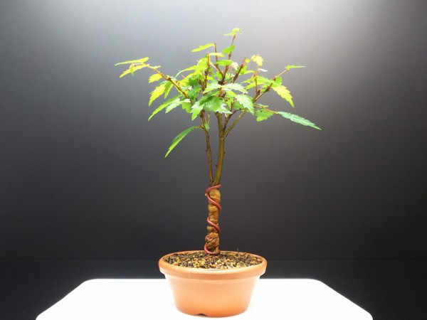 欅の矯正 : Bon Bonsai