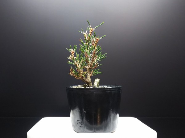 千寿姫、それはまるで雑木の様な赤松 : Bon Bonsai