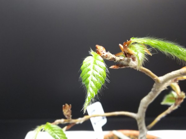 白神ブナの芽摘みと驚きの生命力 : Bon Bonsai