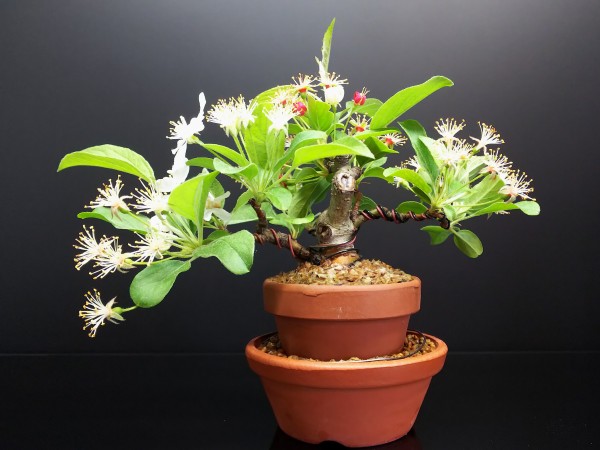 深山カイドウと姫りんごの結実の様子 : Bon Bonsai 深山カイドウと姫りんごの結実の様子 : Bon Bonsai