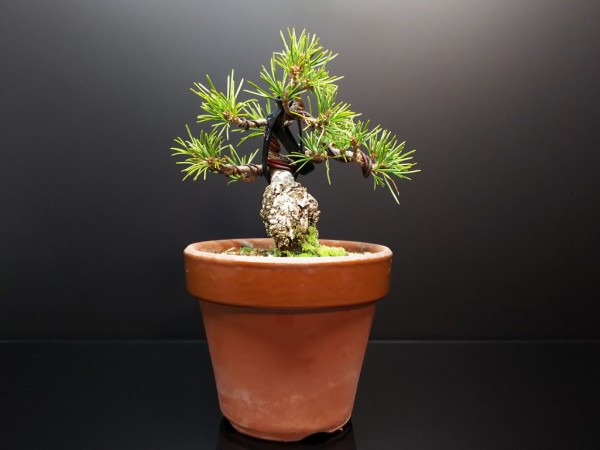 五葉松瑞祥の取り木と植え替え【後編】 : Bon Bonsai