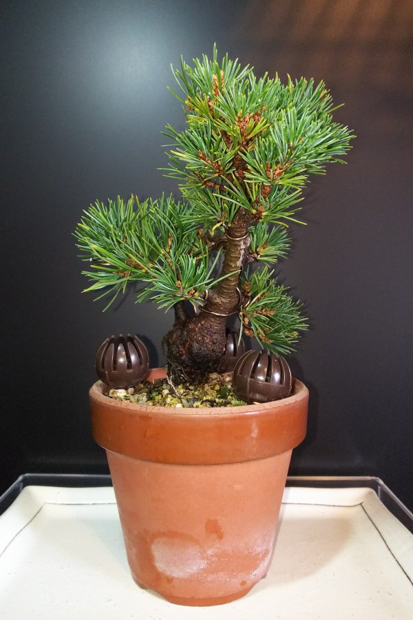 瑞祥の取り木と挿し木 Bon Bonsai