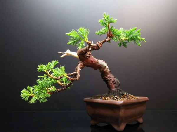 真柏のジンを削って初めて幹を磨く : Bon Bonsai