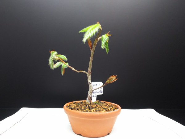 白神ブナの芽摘みと驚きの生命力 : Bon Bonsai