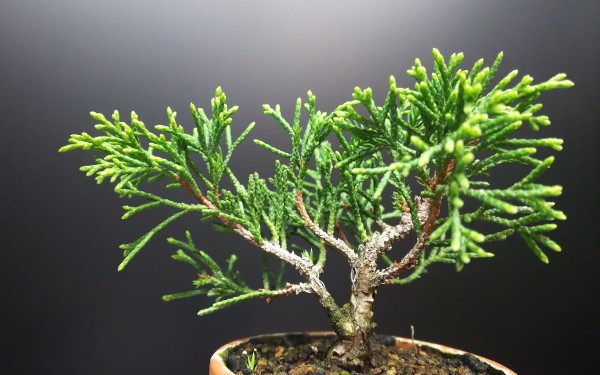 マノン（市川）　挿し木苗