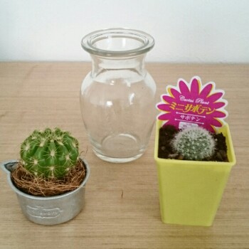 セリアの小瓶でサボテンの水耕栽培 猫と部屋と私 整理収納アドバイザー