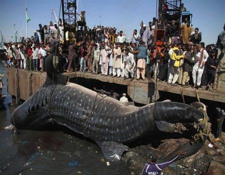 体長12メートル重量6トンのジンベエザメが引き上げられる ぶーぶーちゃんねる