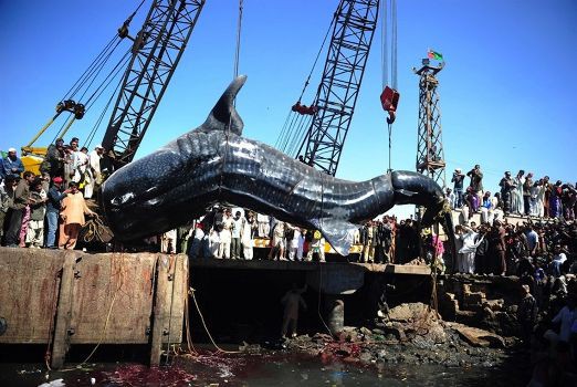 体長12メートル重量6トンのジンベエザメが引き上げられる ぶーぶーちゃんねる