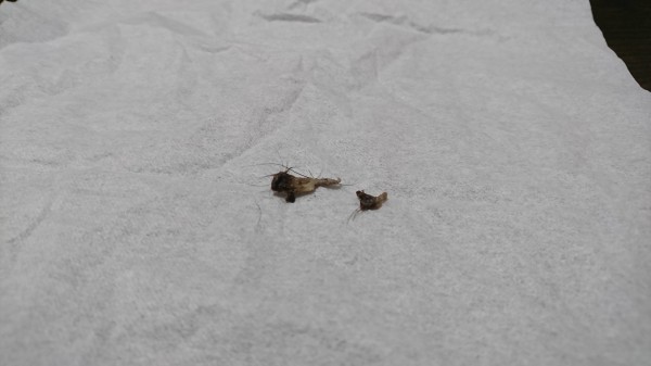 画像 マジでやばいへそのゴマ取れた まとめたニュース