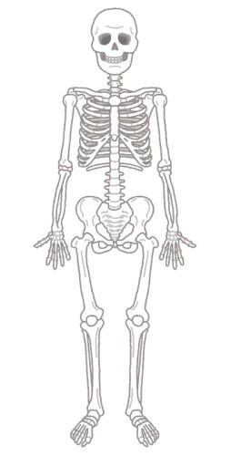 人間の骨は215本