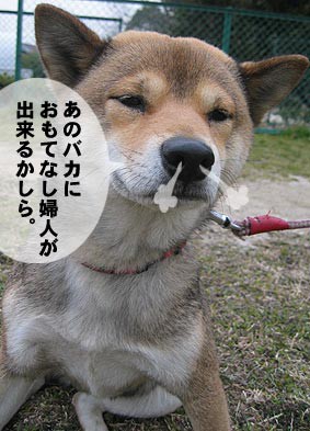 東海道中ボシふぐり ボシログ 黒柴ぼしろーの生きざま日記