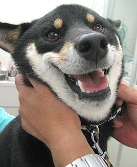 我が闘争 ボシログ 黒柴ぼしろーの生きざま日記