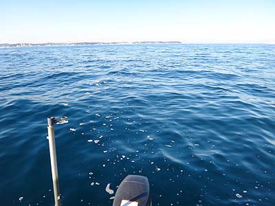 東京湾の一つテンヤで ホウボウ爆釣 房総爆釣日記 東京湾の一つテンヤで ホウボウ爆釣 房総爆釣日記