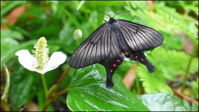 黒い蝶の名前を調べた 東京葛飾堀切菖蒲園またはお花茶屋発