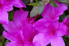 つつじ スクラップ写真集 裏 アマチュア写真家の写真と日記