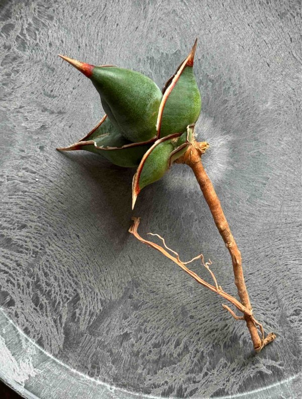ベアルート強者ピングイキュラDAGGER : BOTANICAL JOURNAL