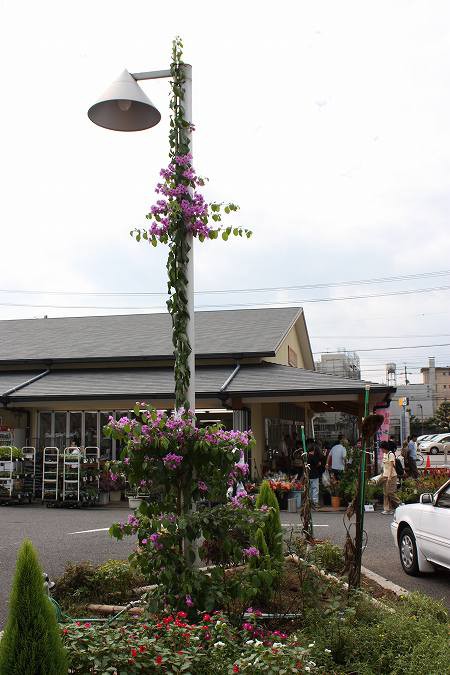 ブーゲンビリア 伸長した枝の管理 摘心 摘花 ブーゲンビリア望月農園のブログ