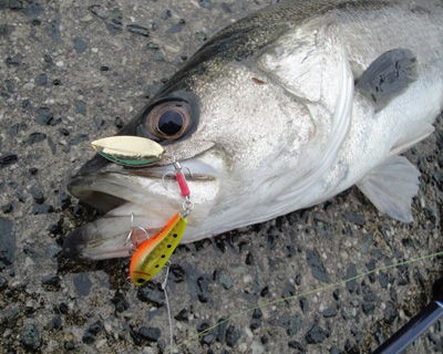 川崎新堤防攻略 テクニック編 某プロの 続 言いたいことも言えない こんな世の中じゃ