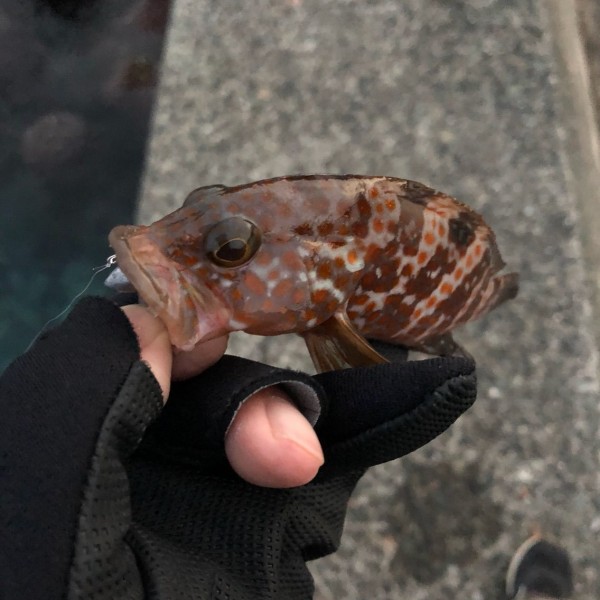 ちょいと遠出でアジが連発 時々小メバル シーバス ライトゲームな日々