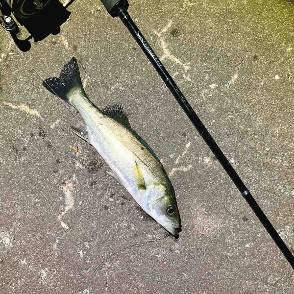 ヤマガブランクス メビウス 710L エギング 美品 エギングロッド 710L