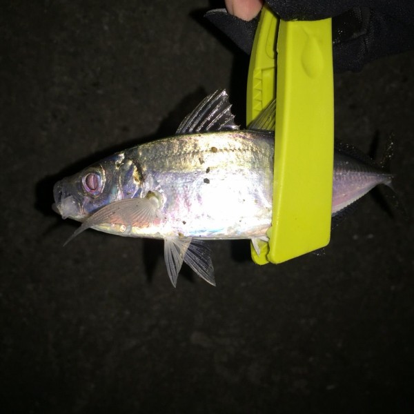 プレフラはアジングへ シーバス ライトゲームな日々